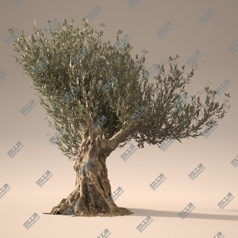 images/goods_img/20210313/3D Animated Photorealistic Olive Trees model/3.jpg